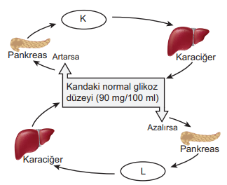 Kandaki Glikoz Seviyesi