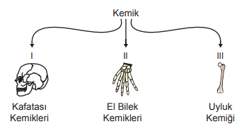 Kemik türleri şeması