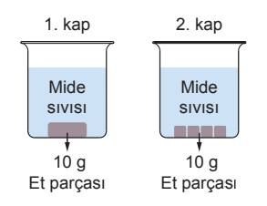 Et parçası ve mide sıvısı deneyi