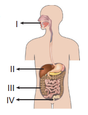 Numaralı organlar görseli
