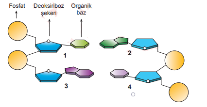 DNA Nükleotid Şeması