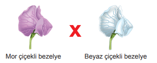 Bezelye Çaprazlama