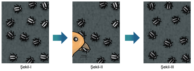 Güve Seçilimi