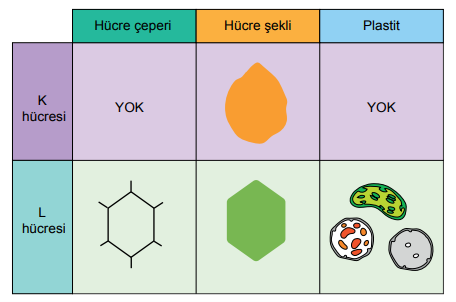Hücre Tablosu