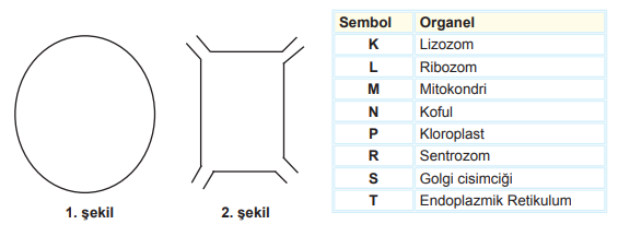 Organeller Tablosu