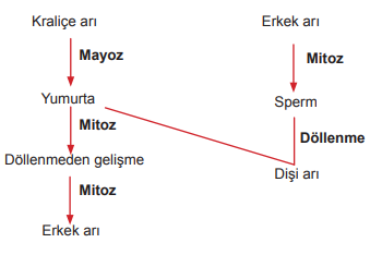 Bal Arısı Oluşumu