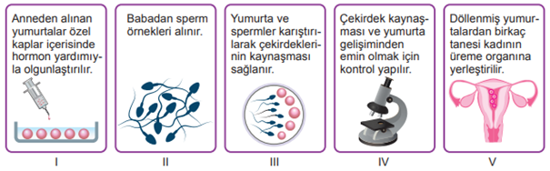 Üreme adımı 5