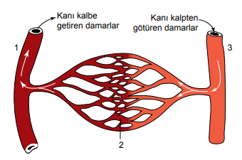 Damar çeşitleri ve özellikleri