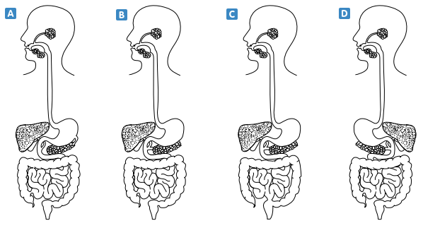 Sindirim sistemi şeması