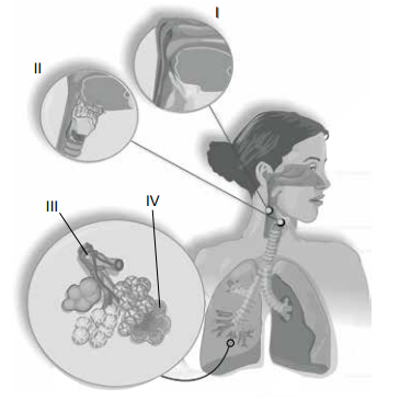 Solunum sistemi yapıları görseli