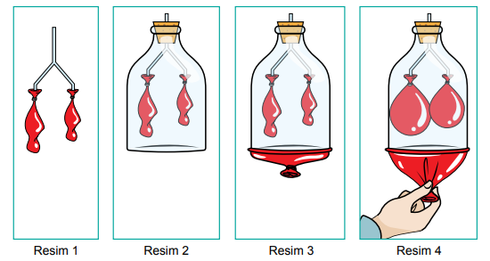 Solunum sistemi modeli
